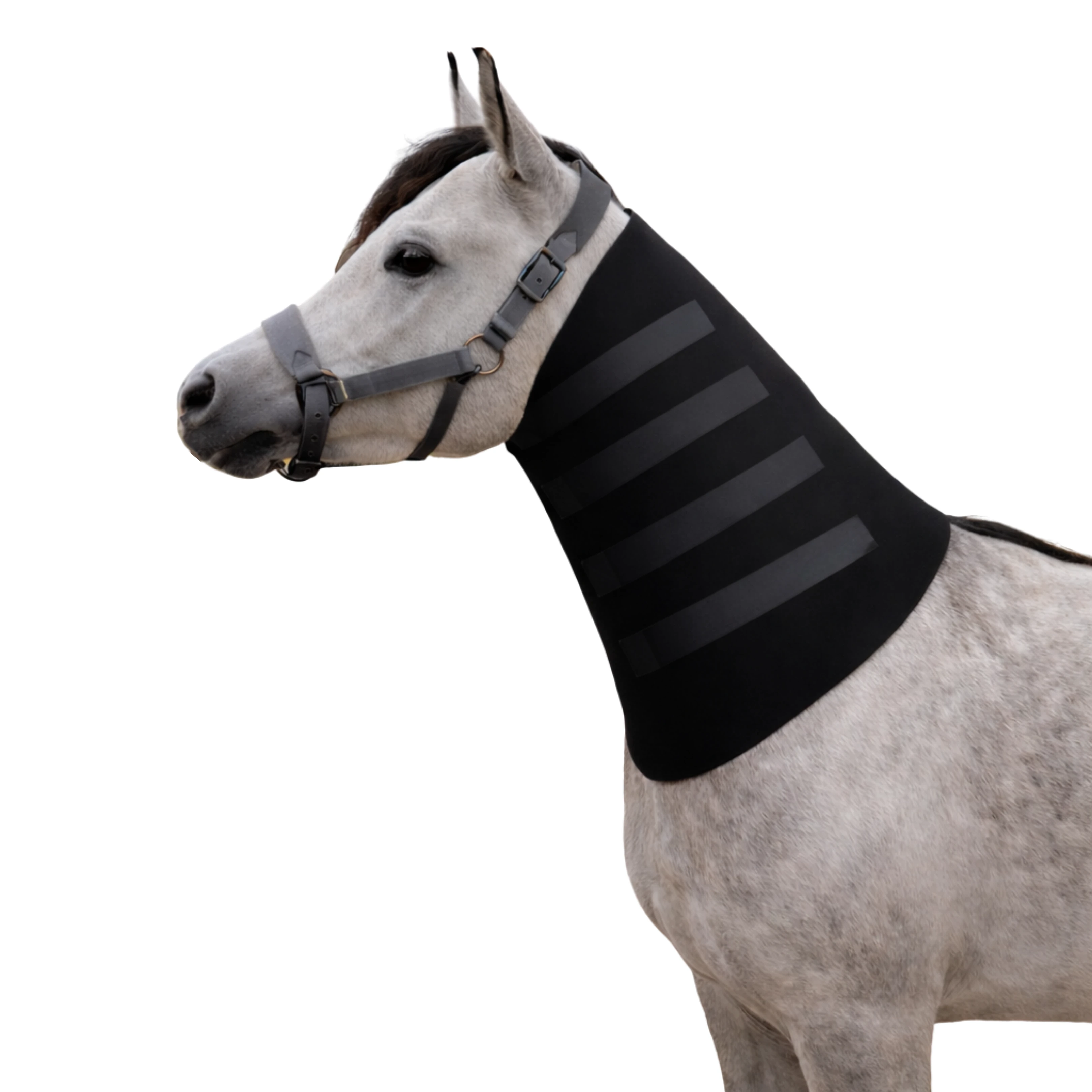 فيكتوري إكوي عراقة الرقبة