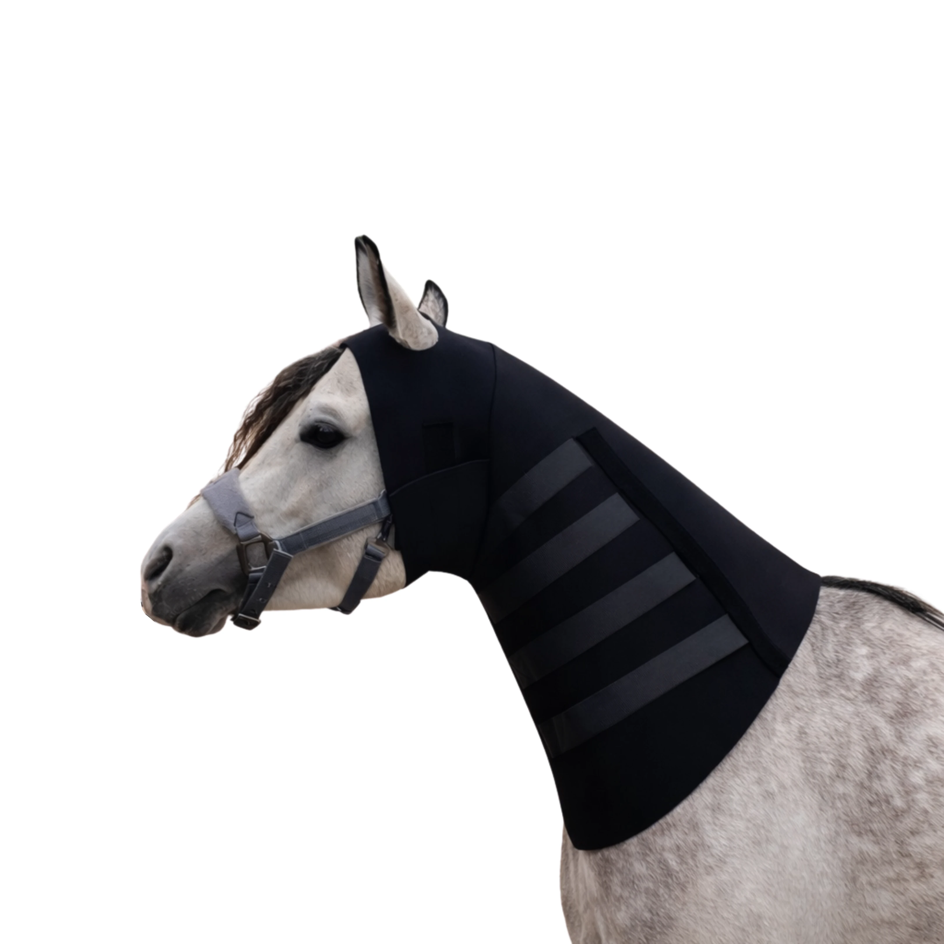 فيكتوري إكوي عراقة الرقبة